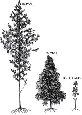 An image showing the difference between Sativa, Indica and Ruderalis