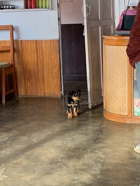Grandfather and Nabbu Raaj, beautiful Mountain Discover Lodge, Macchapucchre shining down, the dining hall, my humble room, and puppies!