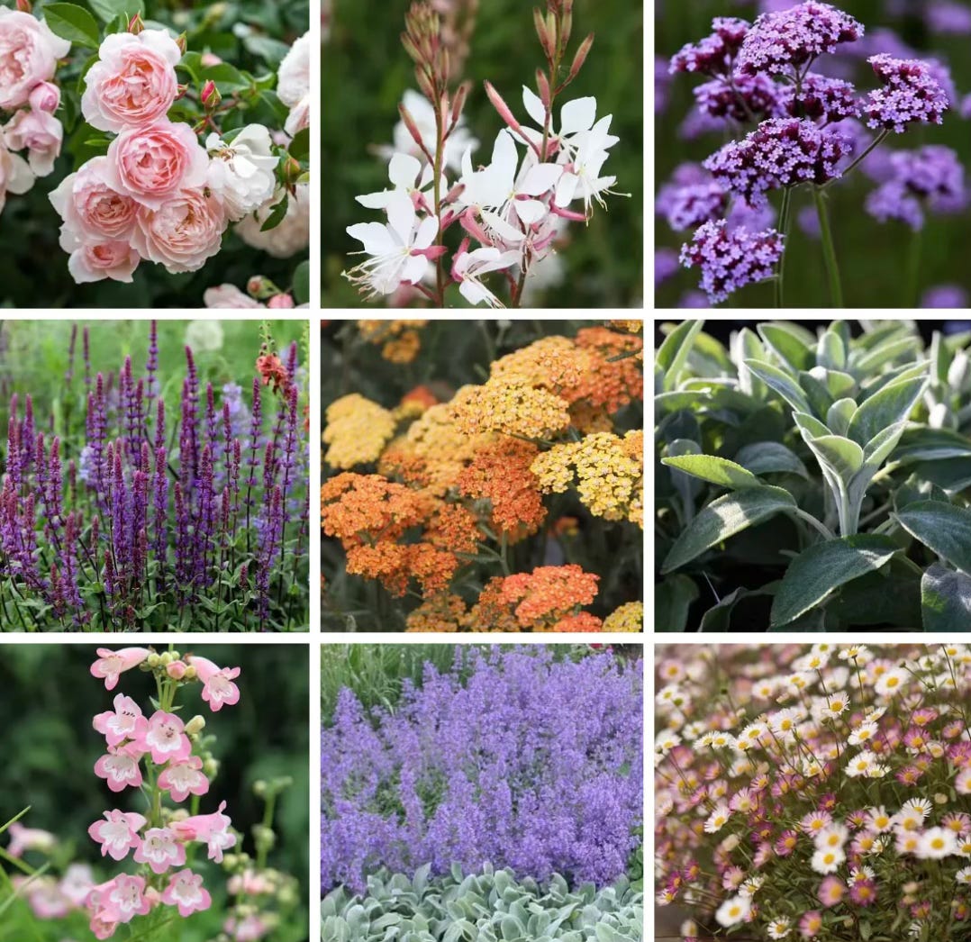 Sunny garden border with a coordinated colour palette of warm-toned flowering plants. Sunny garden border with a coordinated colour palette of warm-toned flowering plants.