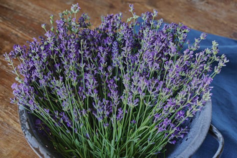a variety of lavender plants and flowering stems
