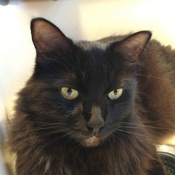 A gallery of 4 pictures of Bixby, close crop photos of his face looking regal and relaxed