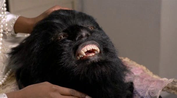Man dressed as Jean Cocteau's Beast, fangs bared Man dressed as Jean Cocteau's Beast, fangs bared