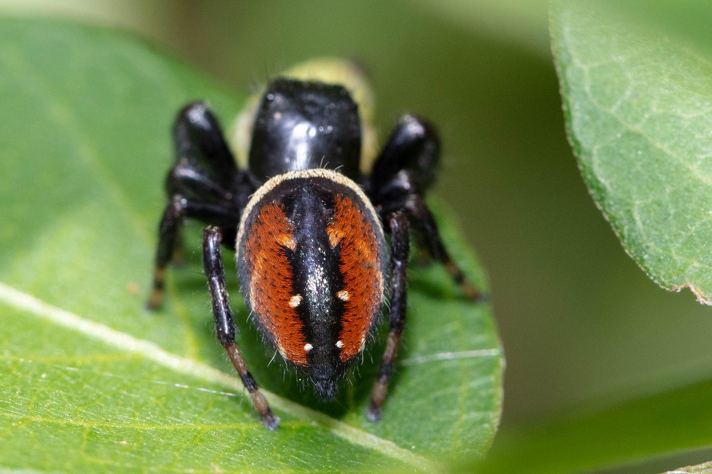 Another view of the spider showing the red abdomen with black stripes down the center