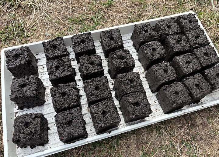 Using a 2-inch soil blocker to form compressed soil cubes for starting pepper seedlings, with finished soil blocks arranged on a tray.