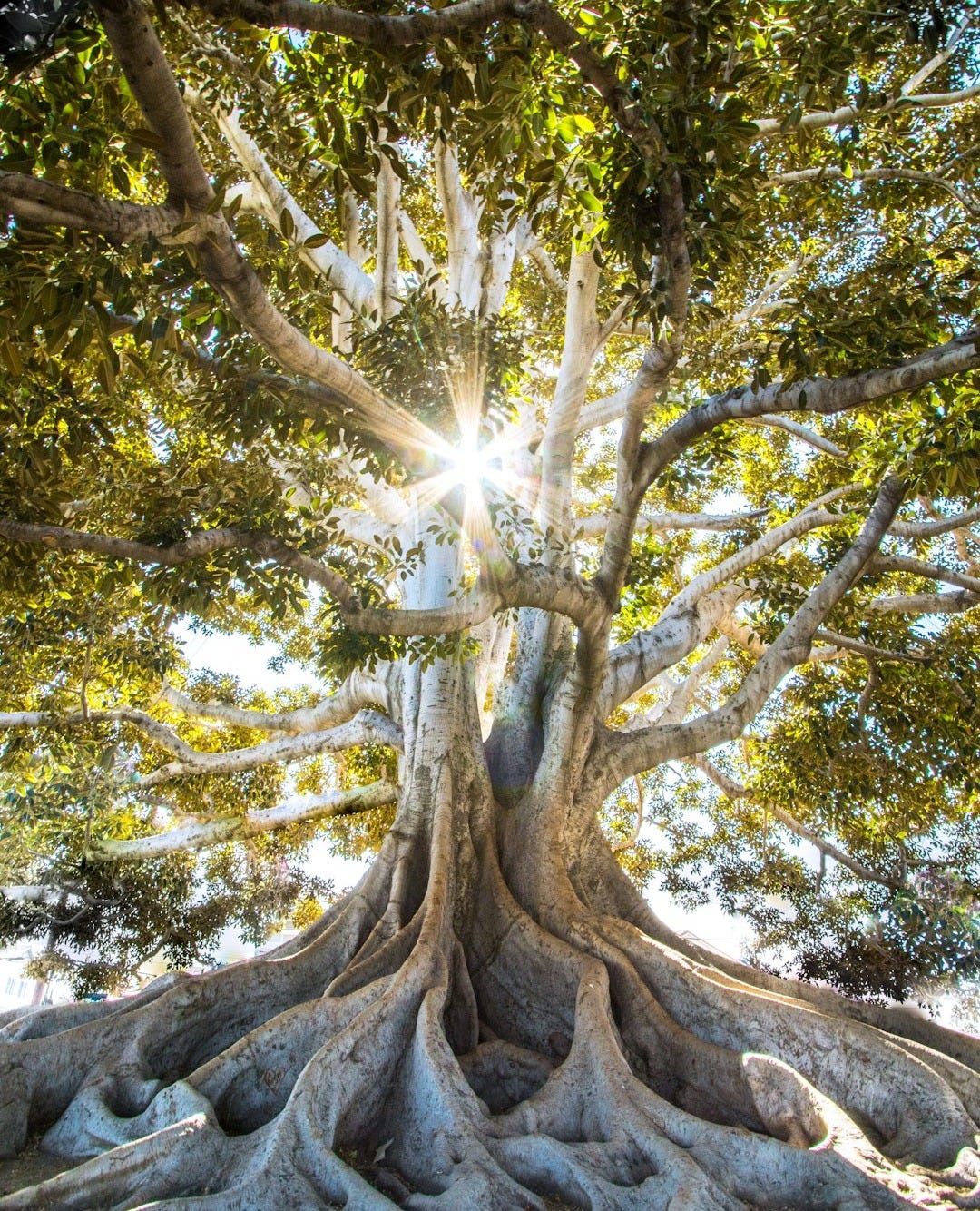 sun light passing through green leafed tree