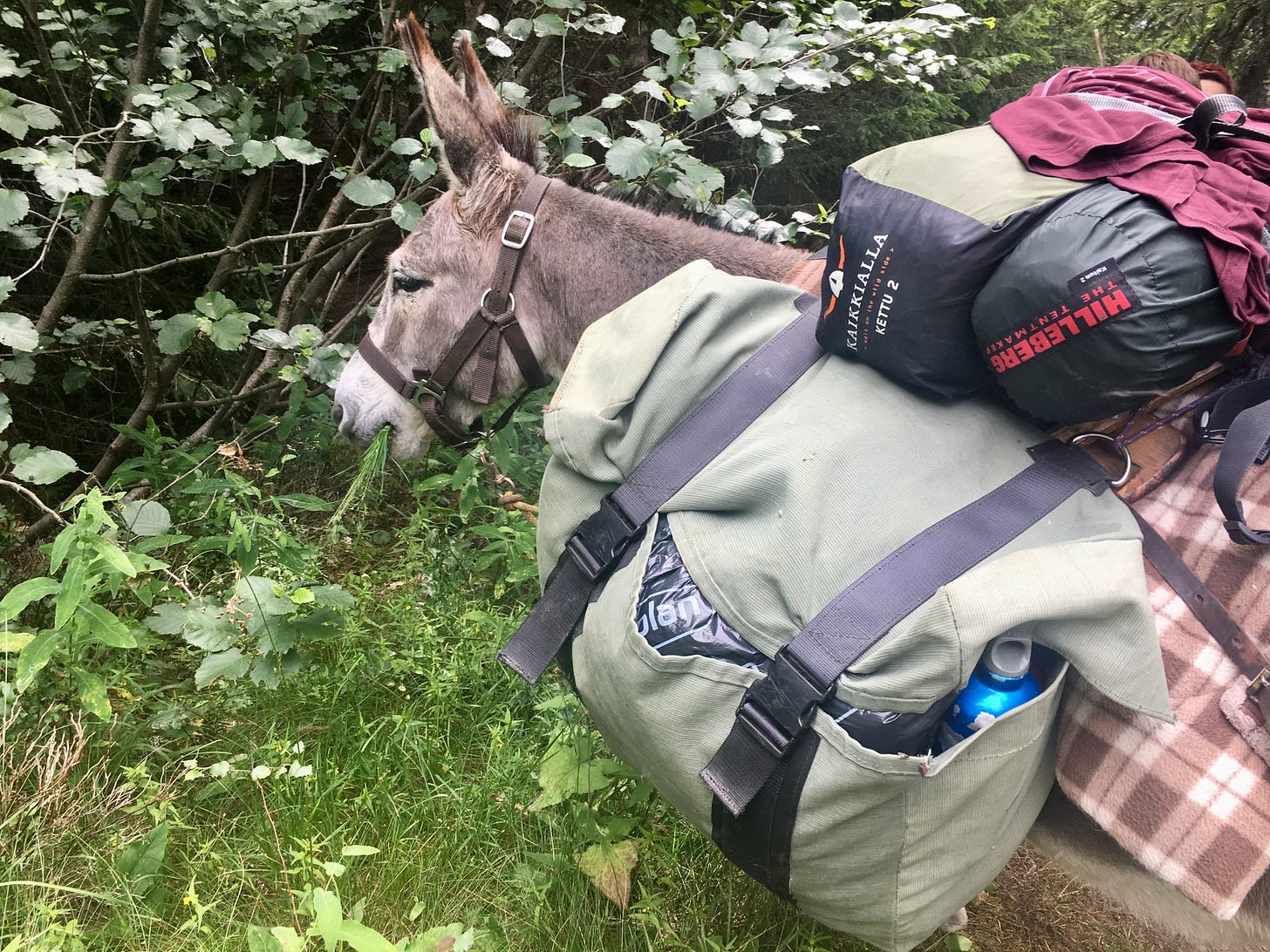 We encountered our first rental mule.