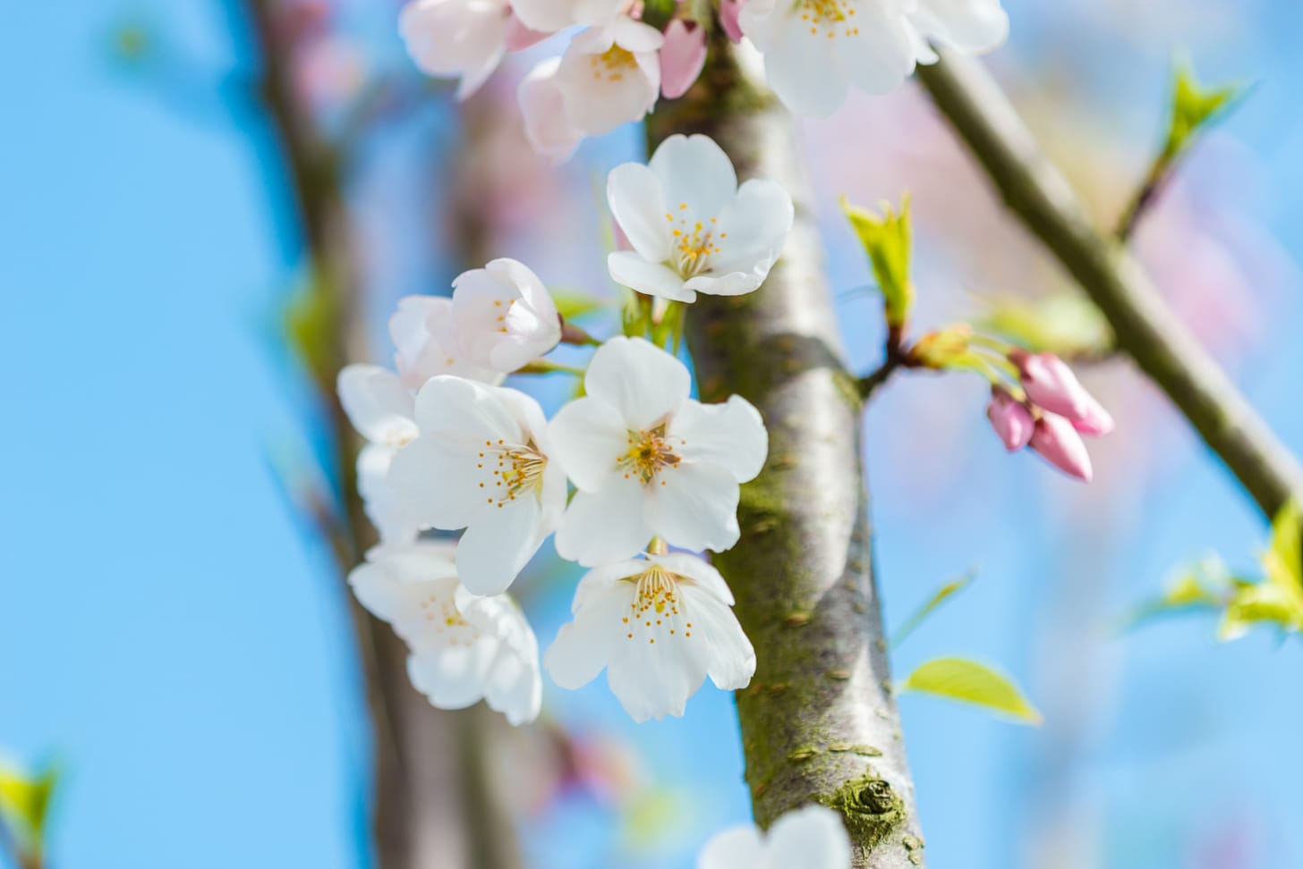 Close up of white and pink flowers in a tree.