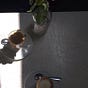 Filter Coffee by ShaynaEvelyn's avatar