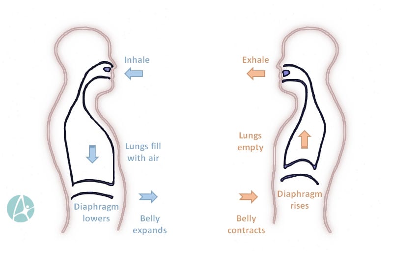What is Diaphragmatic breathing and why should I do it? - The Professional  Massage Academy