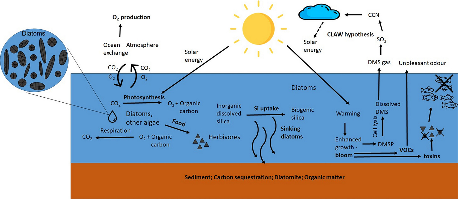 File:Supporting and regulating services provided by marine diatoms.png - Wikimedia Commons File:Supporting and regulating services provided by marine diatoms.png - Wikimedia Commons
