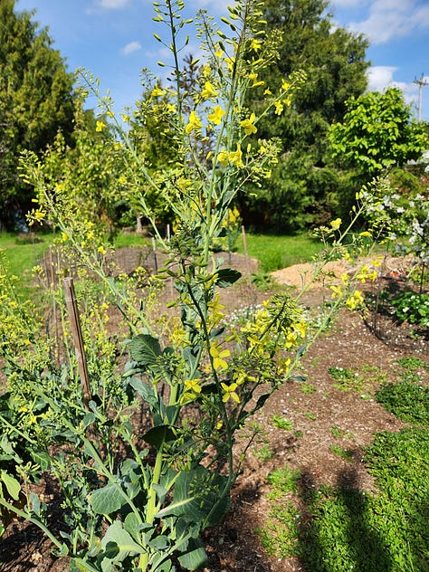 Small Scale Gardening, Food Prep and Preservation