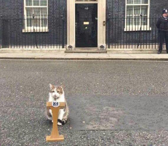 Larry the cat at Downing Street podium