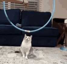 a white cat is playing with a blue hula hoop in a living room . a white cat is playing with a blue hula hoop in a living room .