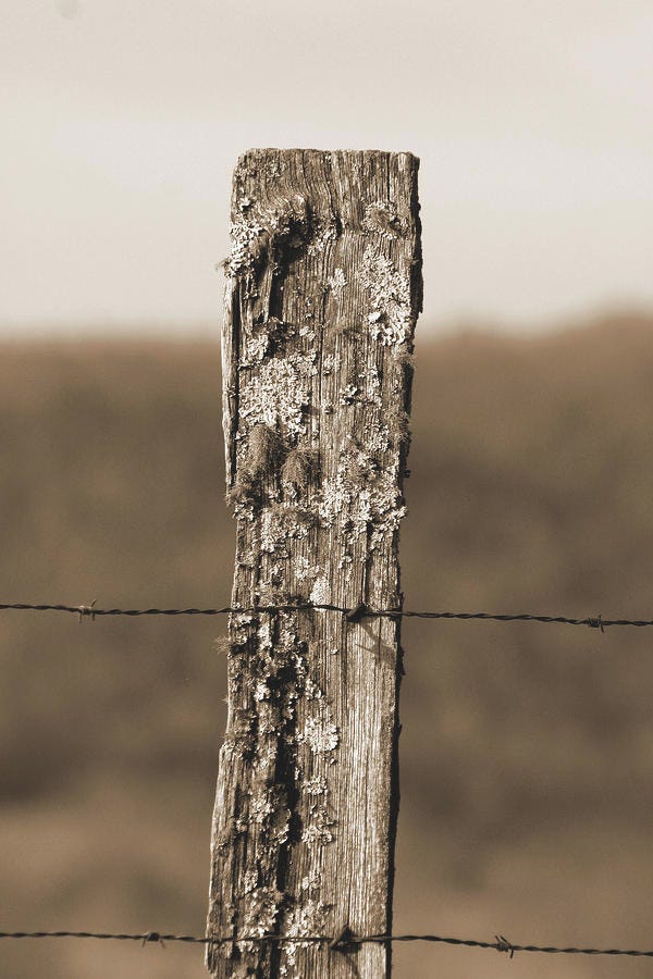 Old Fence Post Pyrography by Gordan Graham - Pixels