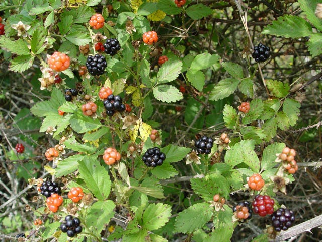 Rubus trivialis (Southern dewberry) #14937 Rubus trivialis (Southern dewberry) #14937