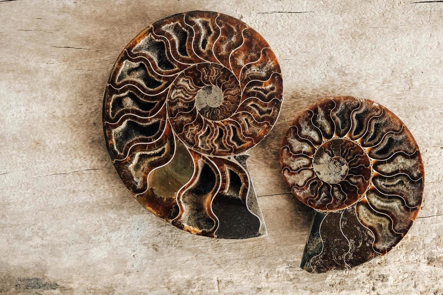 Spirals in Stone: Ammonites of Alaska’s Ancient Seas