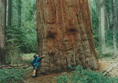 This may contain: a man standing next to a giant tree in the forest with his hand on it's trunk
