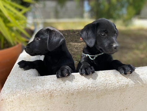 Black labrador puppies and people