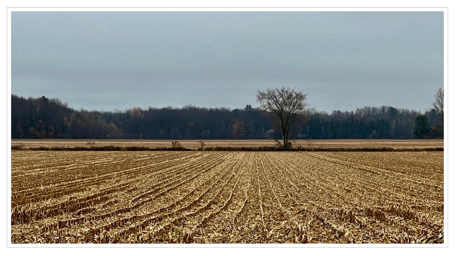 Open field, remnants of rows of corn
