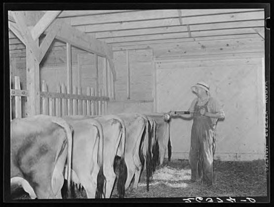 The Bizarre History of Cattle Dipping