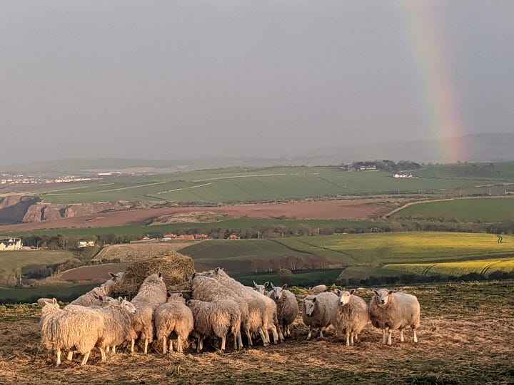 Scenes from my walk in The Borders, Scotland, in April 2021.
