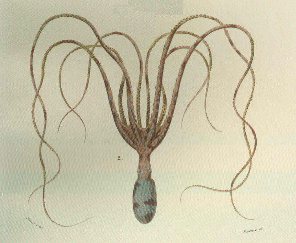 File:FMIB 46772 Poulpe commun.jpeg