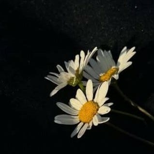 Chamomile Thoughts