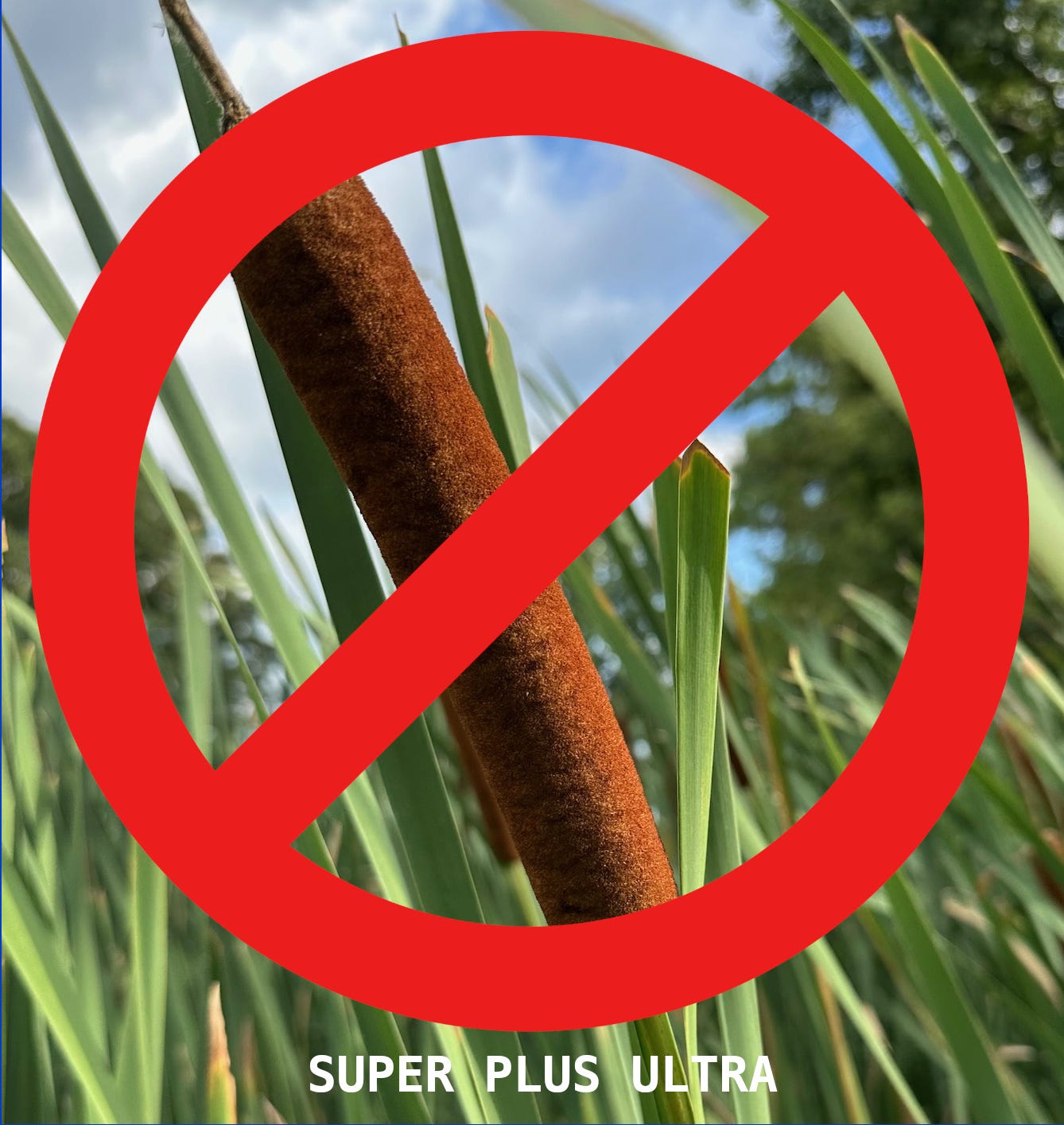 cattail not for internal use