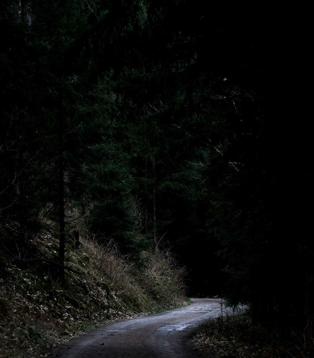 a road in the woods