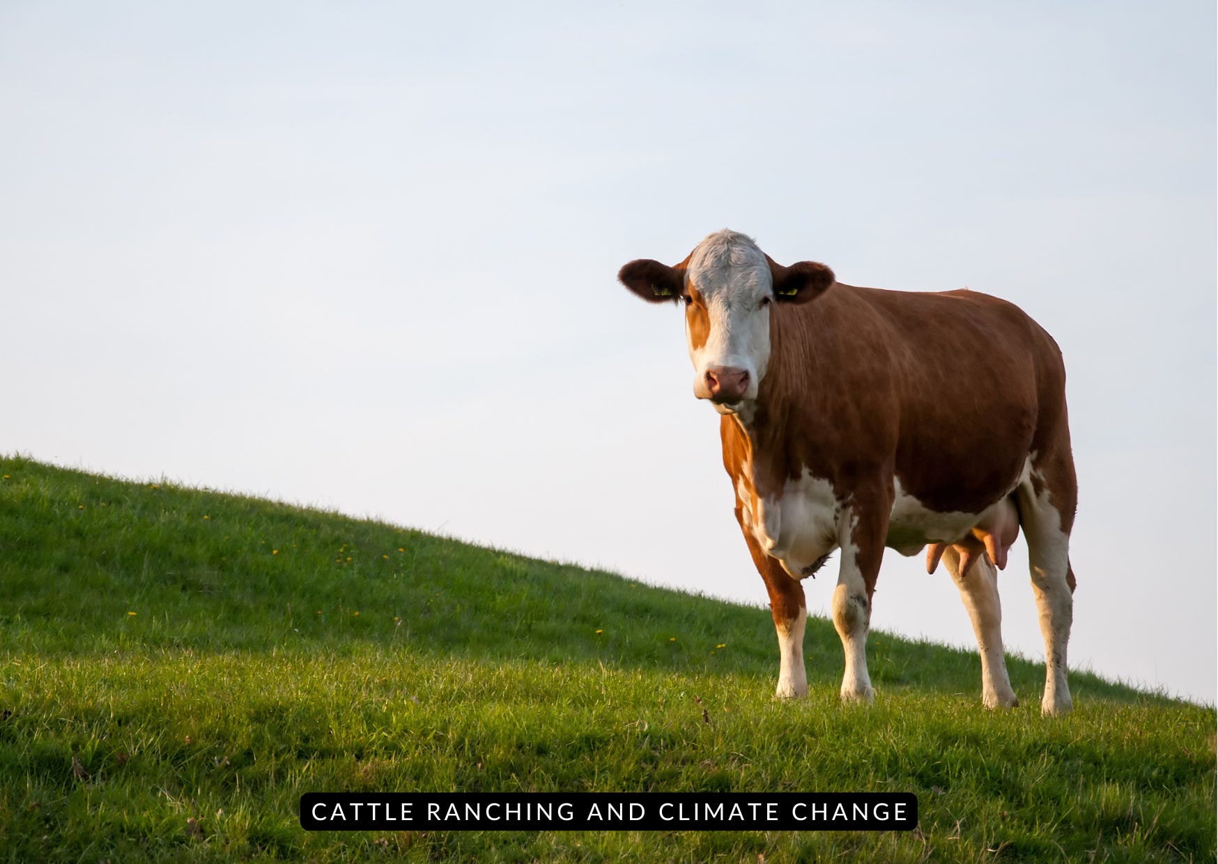 cattle ranching is the leading cause of clearing, responsible for an estimated 340 million tons of carbon released annually, roughly 3.4% of global emissions