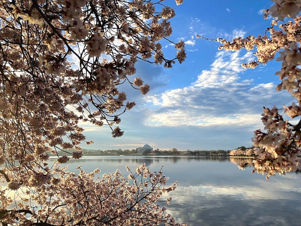 Clusters of white flowers growing on trees lining a calm pond under a cloudy sunrise sky.
