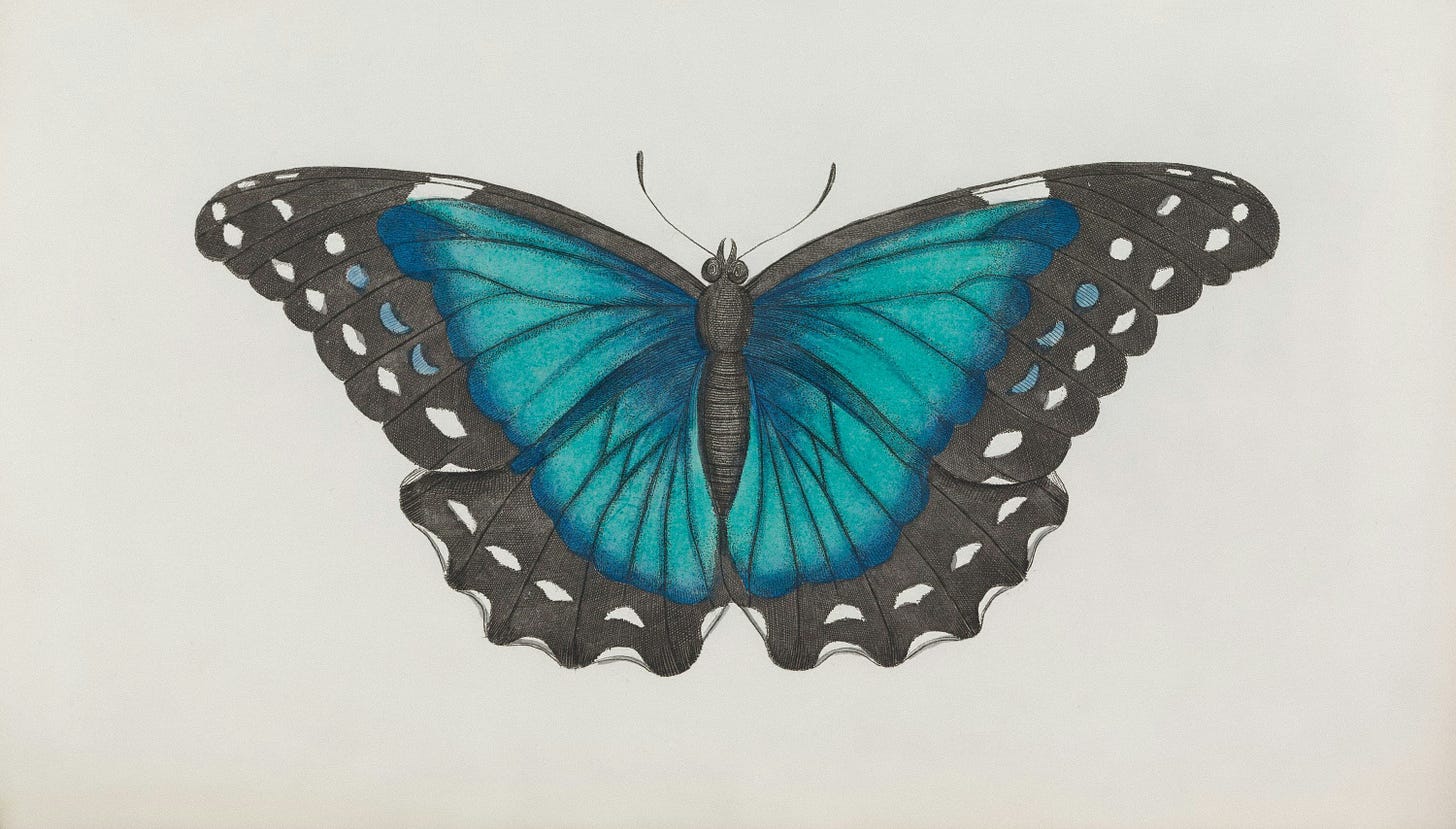 Morpho Internals Part 1: Morpho Blue