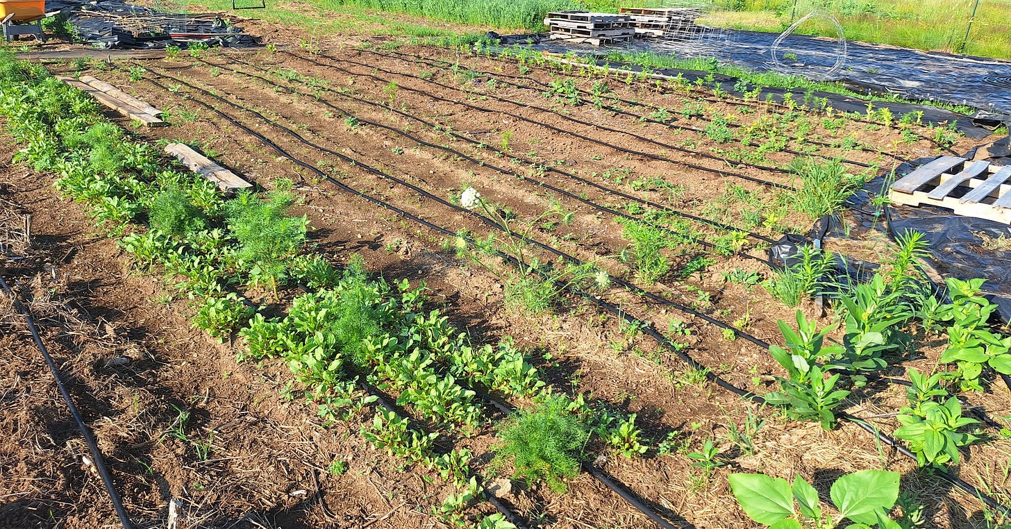 heat wave irrigation heat wave irrigation