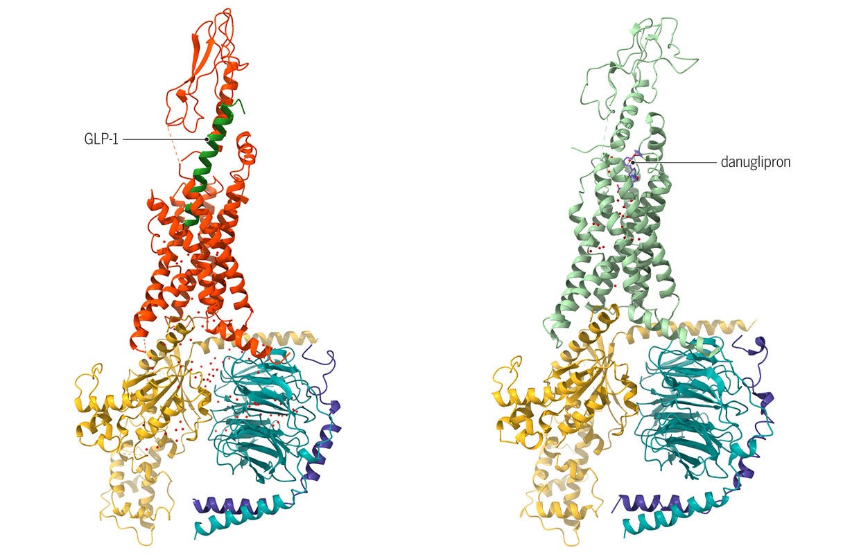 small molecules bind to site on the glucagonlike peptide-1 receptor (green, yellow, and cyan) small molecules bind to site on the glucagonlike peptide-1 receptor (green, yellow, and cyan)