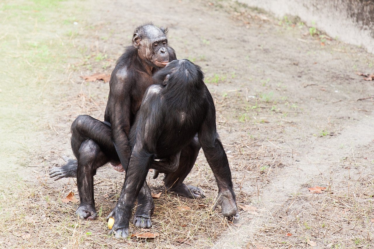 The bonobo exception - by Tove K - Wood From Eden