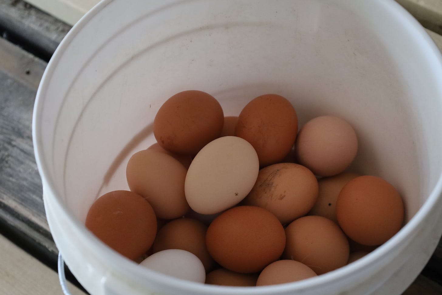 Bucket with collected eggs