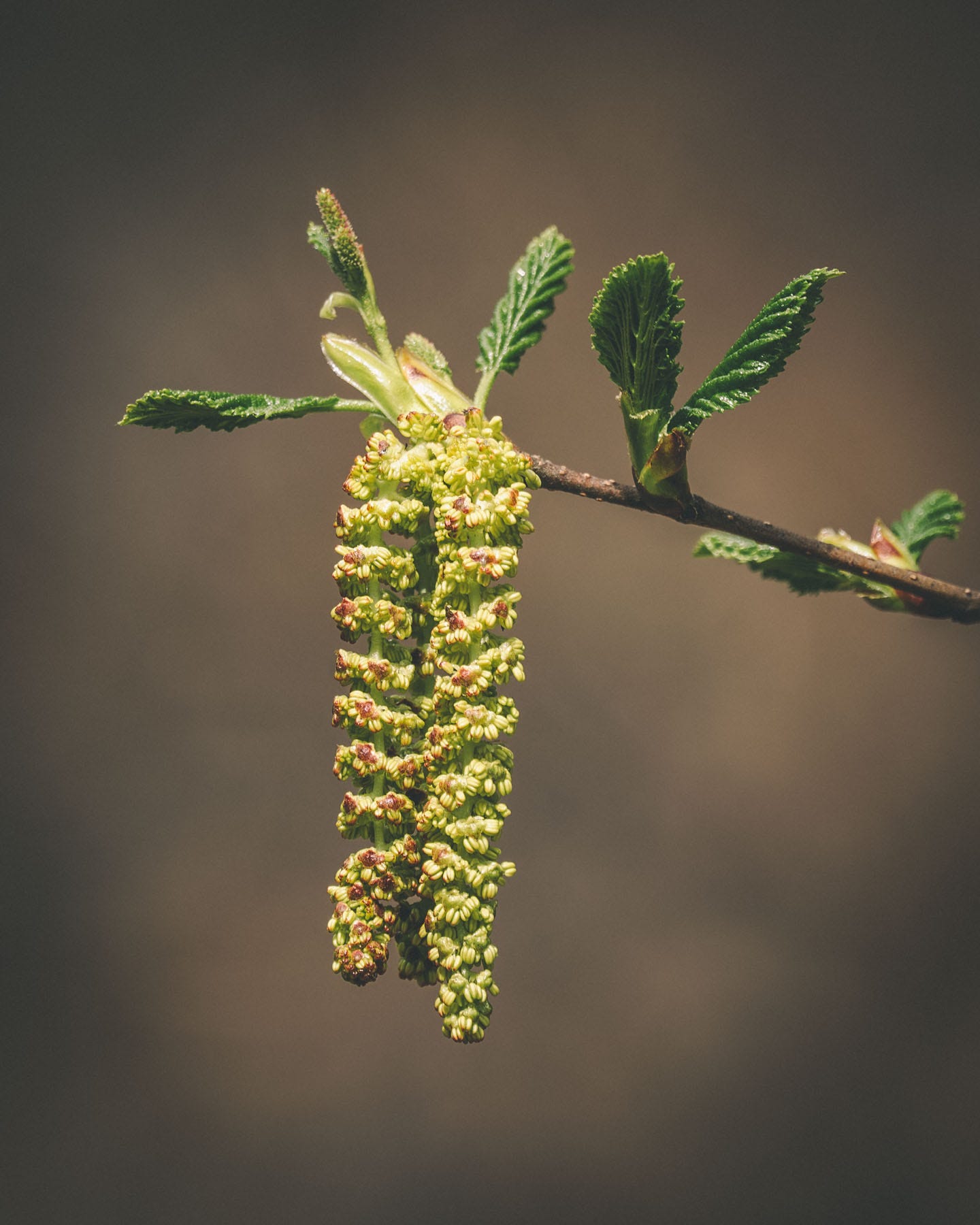 Alder seed pod.