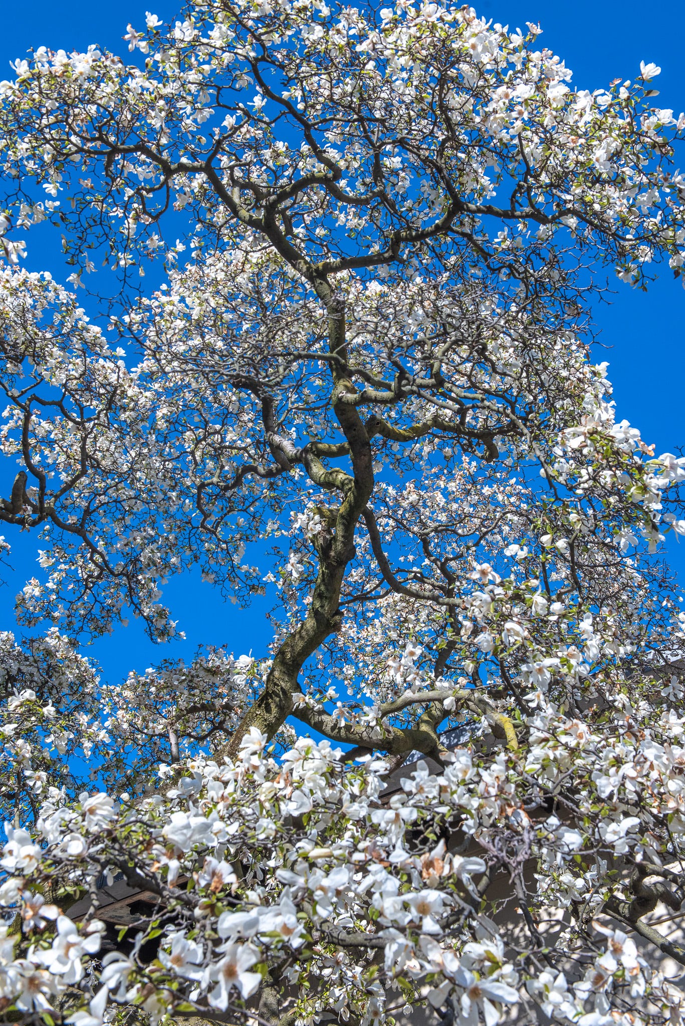 ID: Winding magnolia branch with abundant white flowers