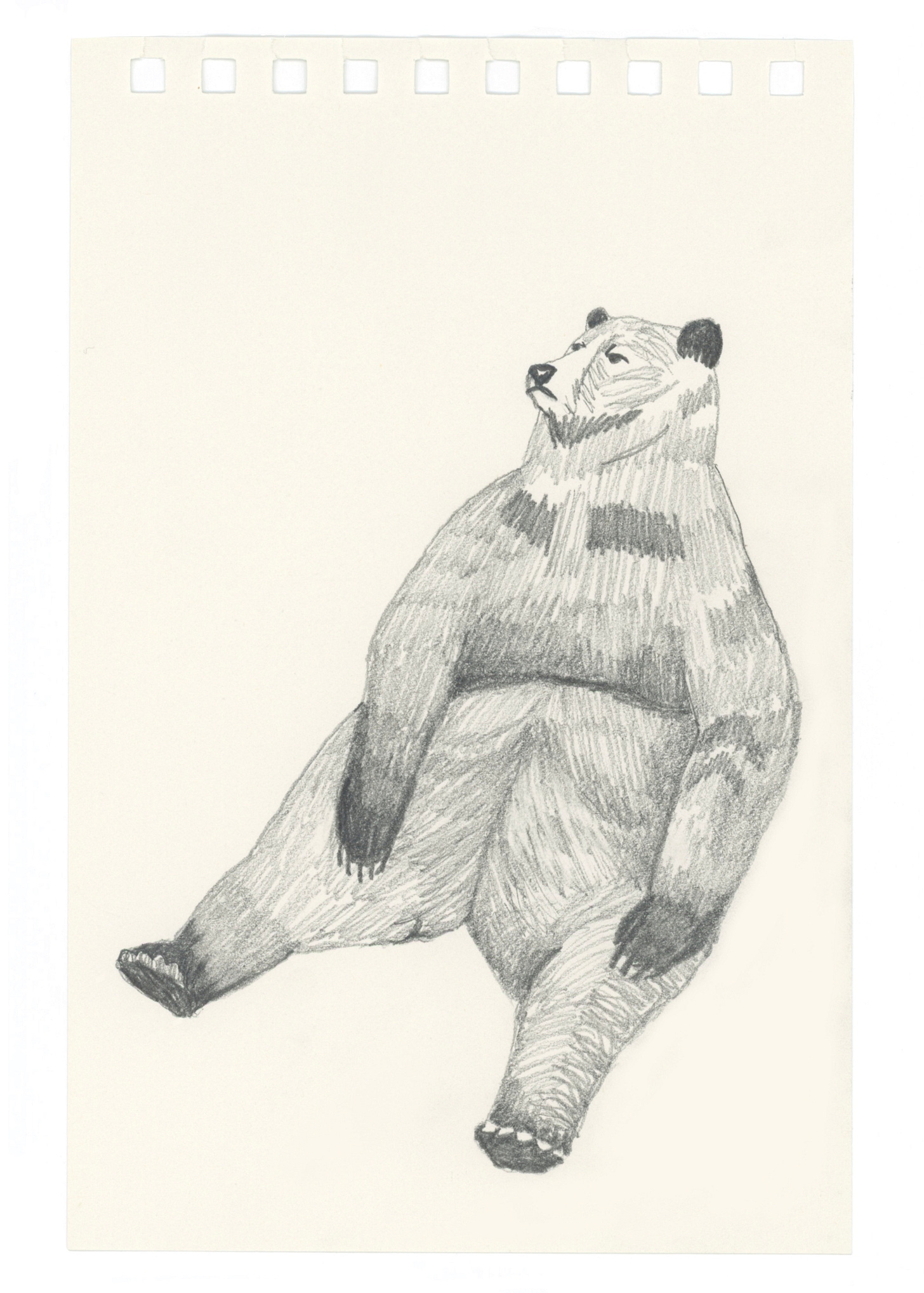 a pencil sketch of a bear sitting up, legs splayed. You can tell by the expression on their face that they are completely over it.