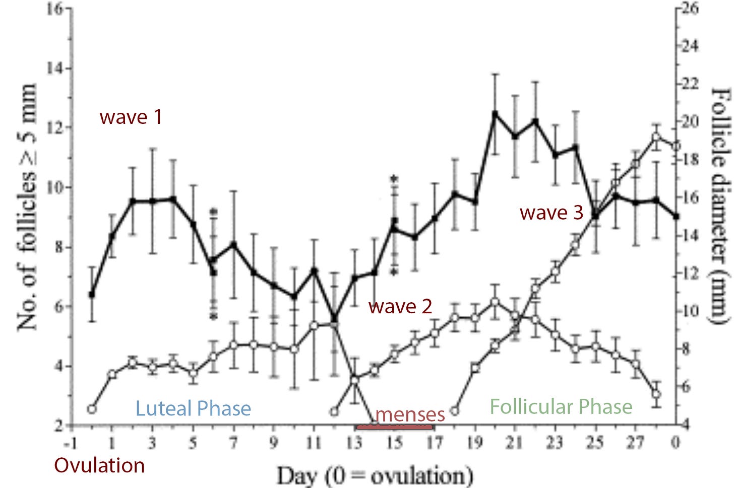 Graph showing the number of follicles in each wave: up to 9 in the first wave, about 7 in the second, and as many as 13 in the third wave. Also shown is the size of the largest follicle in each wave: max of 10 mm in the first wave, about the same in the second, and up to 20mm in the third wave. Graph showing the number of follicles in each wave: up to 9 in the first wave, about 7 in the second, and as many as 13 in the third wave. Also shown is the size of the largest follicle in each wave: max of 10 mm in the first wave, about the same in the second, and up to 20mm in the third wave.