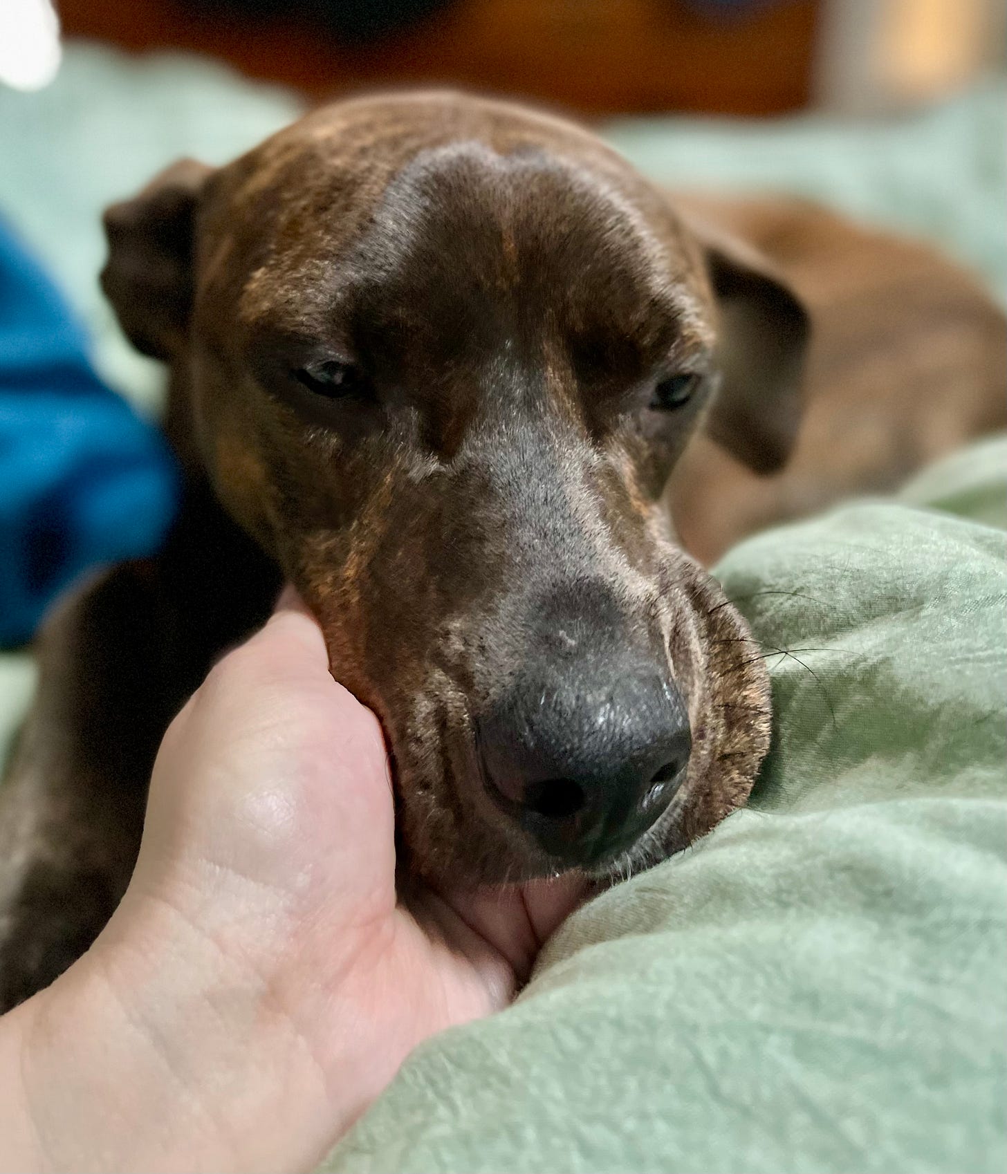 dog with head on hand