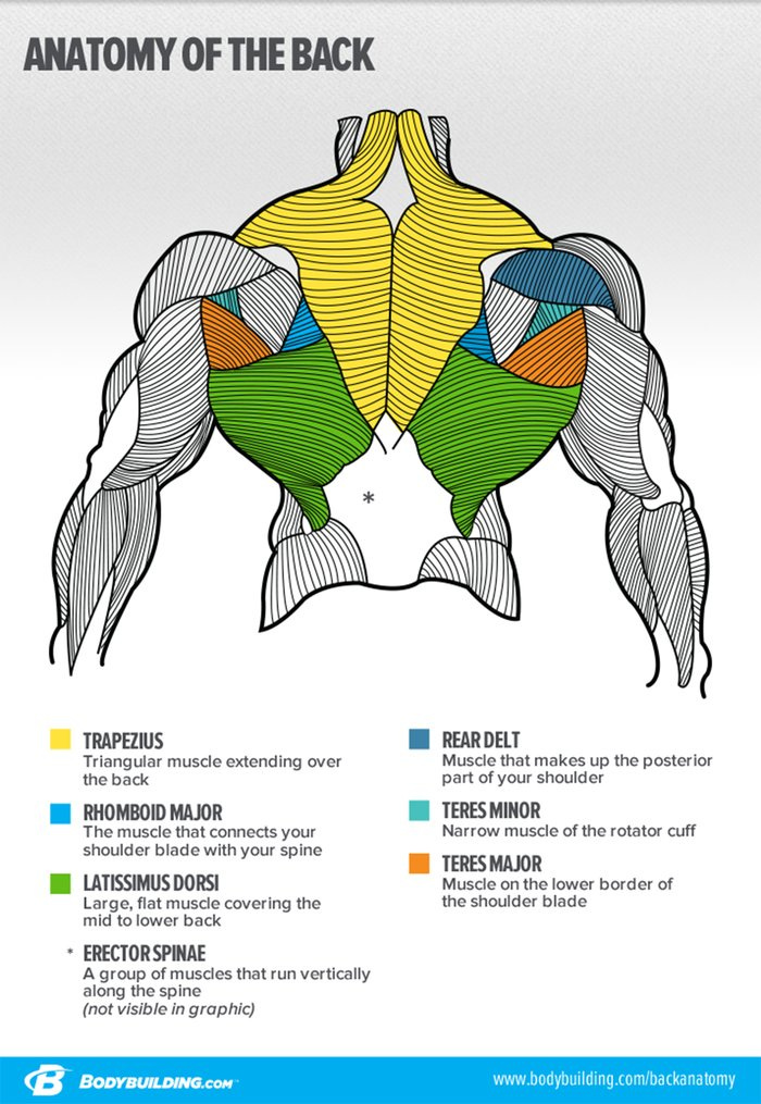 Your Blueprint For Building A Bigger Back