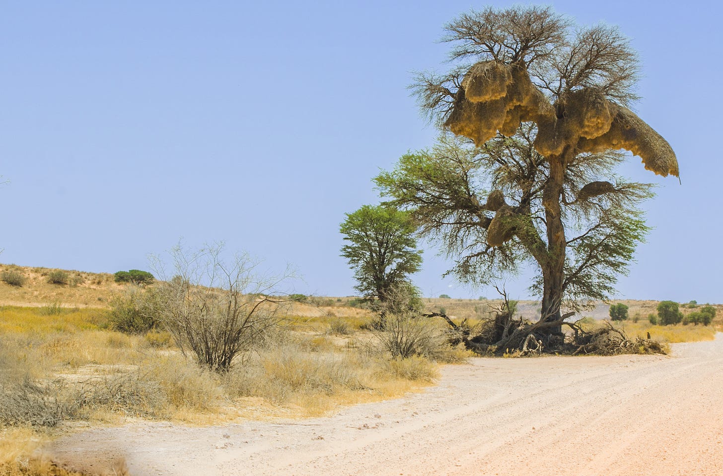 Social weaver nests in a large tree, Kalahari National Park, South Africa – sprawling, interconnected, sun-drenched homes that lean into each other like kin.