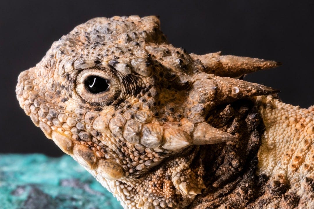 brown horned toad