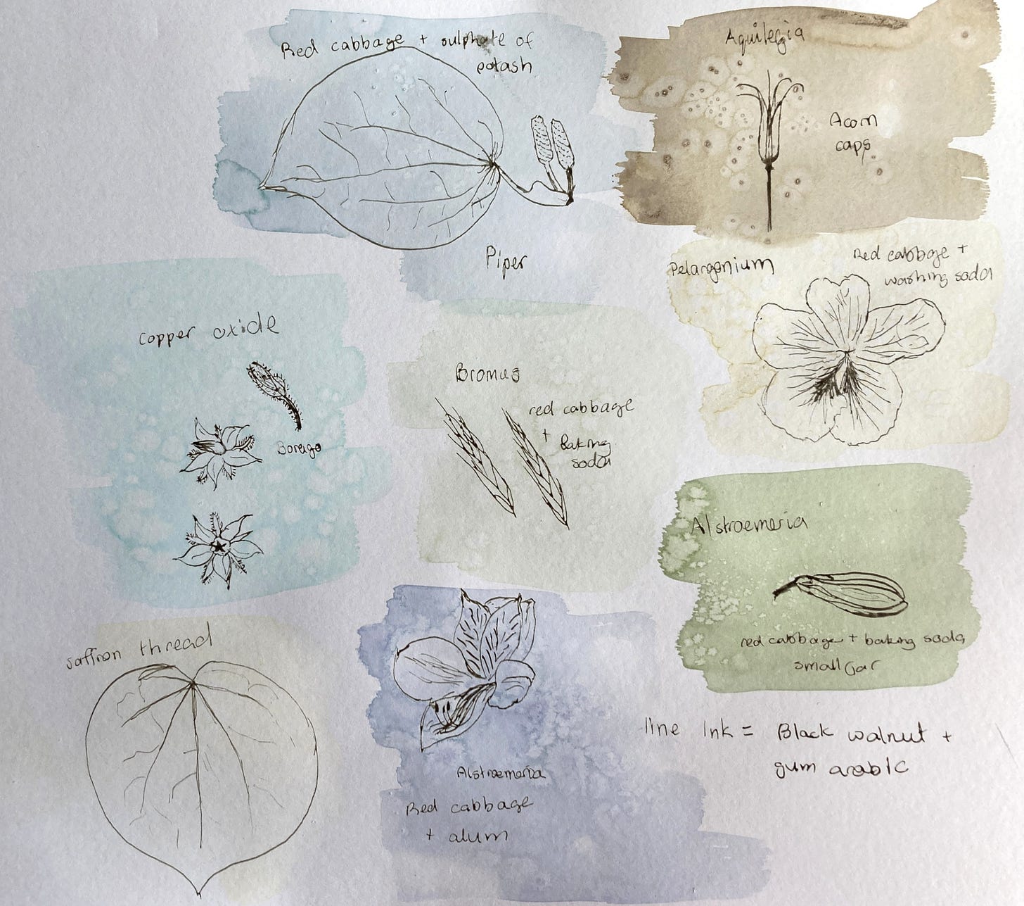 Ink drawings of plants with different coloured backgrounds
