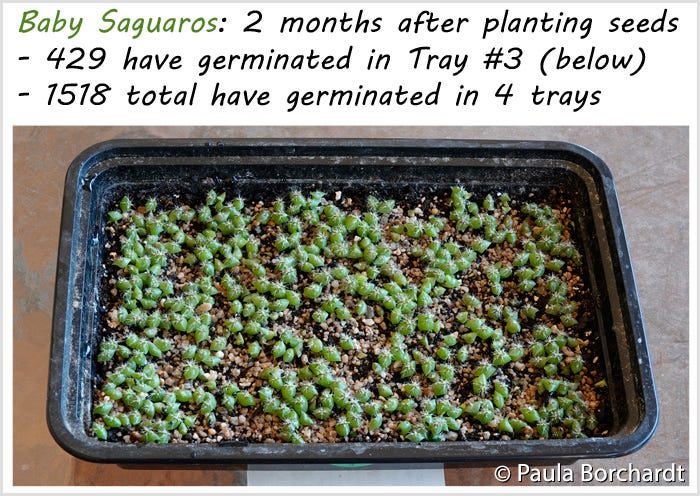 Baby Saguaros: 2 months after planting seeds - 429 have germinated in Tray #3 (below)  - 1518 total have germinated in 4 trays