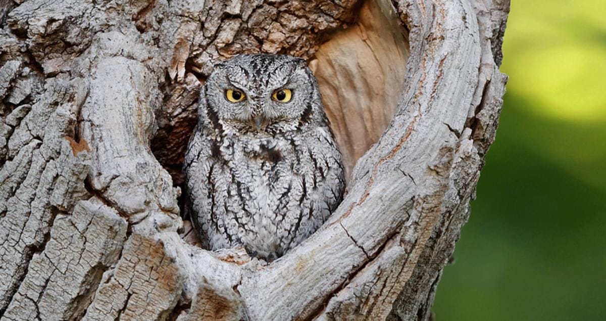 Western Screech-Owl Identification, All About Birds, Cornell Lab of Ornithology Western Screech-Owl Identification, All About Birds, Cornell Lab of Ornithology