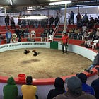 Experts: ICE Raids Harming Cockfighting Industry