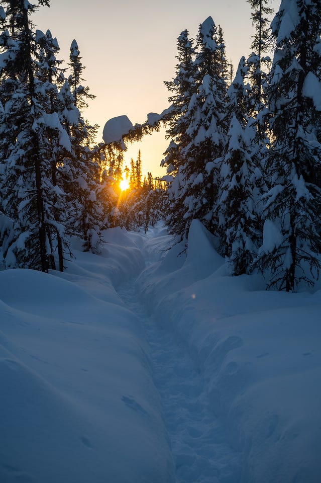 A narrow snow-covered trail leads toward a brilliant golden sunset visible through a tunnel of tall snow-laden spruce trees. The warm sun sits just above the horizon, silhouetting the trees against a pale sky. Deep blue shadows fill the foreground trail. Fairbanks, Alaska.