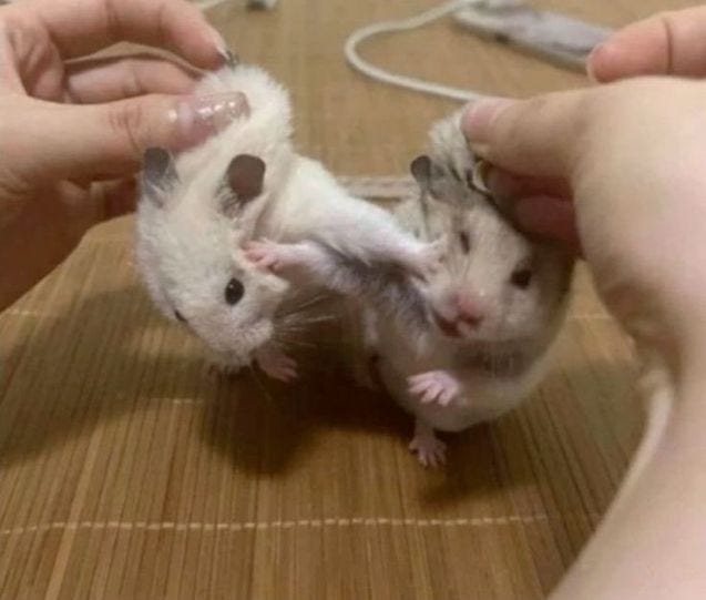 This may contain: two hamsters are being held up by someone's hands on a wooden table